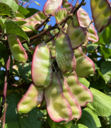 蔬菜種子種植戶客戶點(diǎn)評(píng)-價(jià)格好得讓種植者笑咪咪的，這個(gè)神奇的品種在霜降后還是串串結(jié)莢！