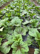 蔬菜種子種植戶客戶點(diǎn)評(píng)-第一次種植這種菜，現(xiàn)在可以上市了，大家?guī)臀医ㄗh一下，能賣個(gè)什么價(jià)格？