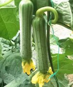 蔬菜種子種植戶客戶點(diǎn)評(píng)-這瓜，太美了！太美了！但我這個(gè)老菜農(nóng)……唉！