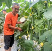 蔬菜種子種植戶客戶點(diǎn)評(píng)-干農(nóng)業(yè)，有喜悅嗎？有的，請(qǐng)看！