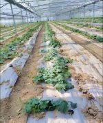 蔬菜種子種植戶客戶點(diǎn)評(píng)-三倍體絲瓜到底是斷頭好？還是不斷頭好？看看這位老板的做法……