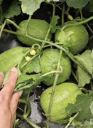 蔬菜種子種植戶客戶點(diǎn)評(píng)-瓜商喜歡、消費(fèi)者喜歡，這個(gè)品種就好銷售！