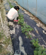 蔬菜種子種植戶客戶點(diǎn)評(píng)-我想要一個(gè)抗高溫又品質(zhì)優(yōu)良的甜瓜品種，終于找到了！